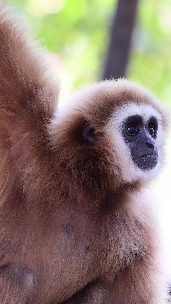 gibón en su hábitat natural, chonburi, tailandia