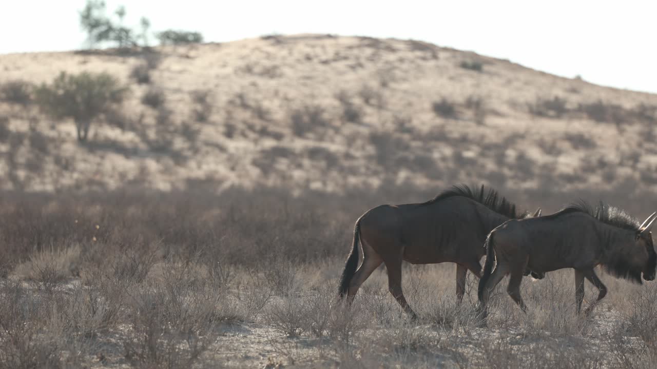 A herd of wildebeests walking through the frame with the dry Kgalakgadi in the background.