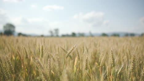 growing grain of wheats on farmers field.