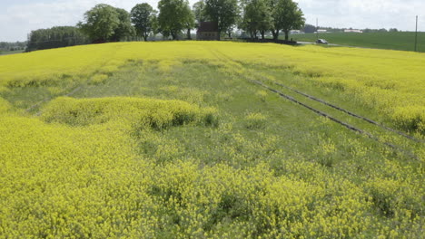 Toma-Aérea-De-Drones-De-Una-Pequeña-Casa-Rodeada-De-árboles-Y-Campos-De-Cultivo-Con-Flores-Amarillas-De-Colza-De-Canola-En-Suecia