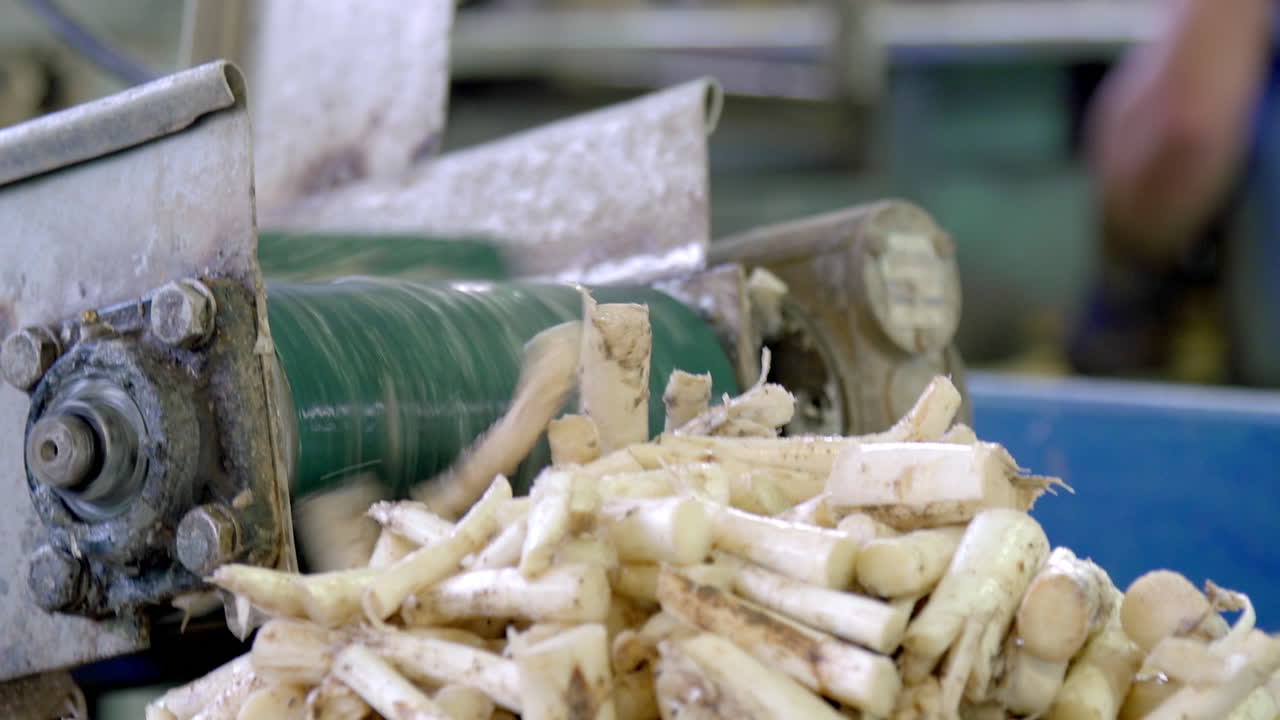 Industrial Asparagus Processing: Cleaning and Peeling Machine