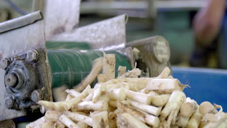 industrial asparagus processing: cleaning and peeling machine