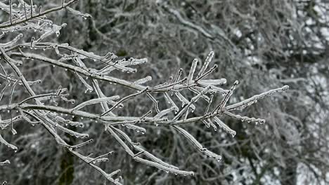 a slow steady pull back from a tree's branches encased in ice after a powerful winter storm