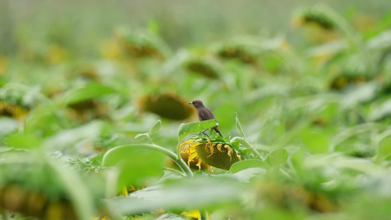 visto desde su espalda en un girasol que se mueve con el viento, pied bushchat saxicola caprata, tailandia