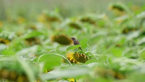 visto desde su espalda en un girasol que se mueve con el viento, pied bushchat saxicola caprata, tailandia