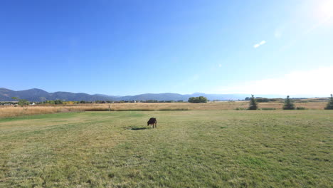 slow motion 4k dog wandering around field