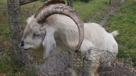 Macho-Cabrío-Blanco-De-Cuernos-Largos-Comiendo,-Toma-De-Mano-De-Cerca