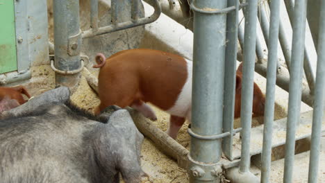 Adorable-Baby-Piglet-with-Cute-Curly-Tail-in-the-Barn