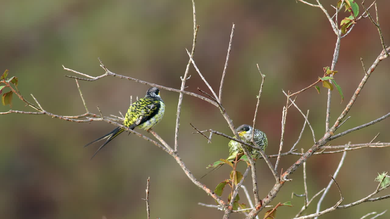 exótico en peligro de extinción palkachupa cotinga pájaro en la selva de montaña cola de tenedor, cotinga de cola de golondrina, américa del sur, impresionante,