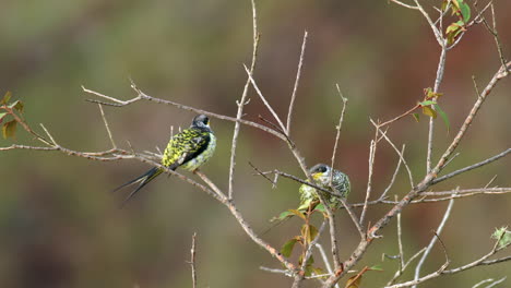 exótico en peligro de extinción palkachupa cotinga pájaro en la selva de montaña cola de tenedor, cotinga de cola de golondrina, américa del sur, impresionante,