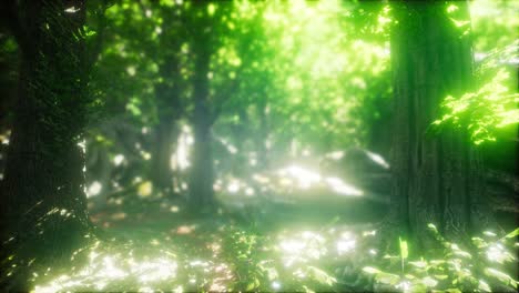 Sun-Light-in-the-Green-Forest