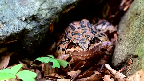 common-European-frog--in-the-forest