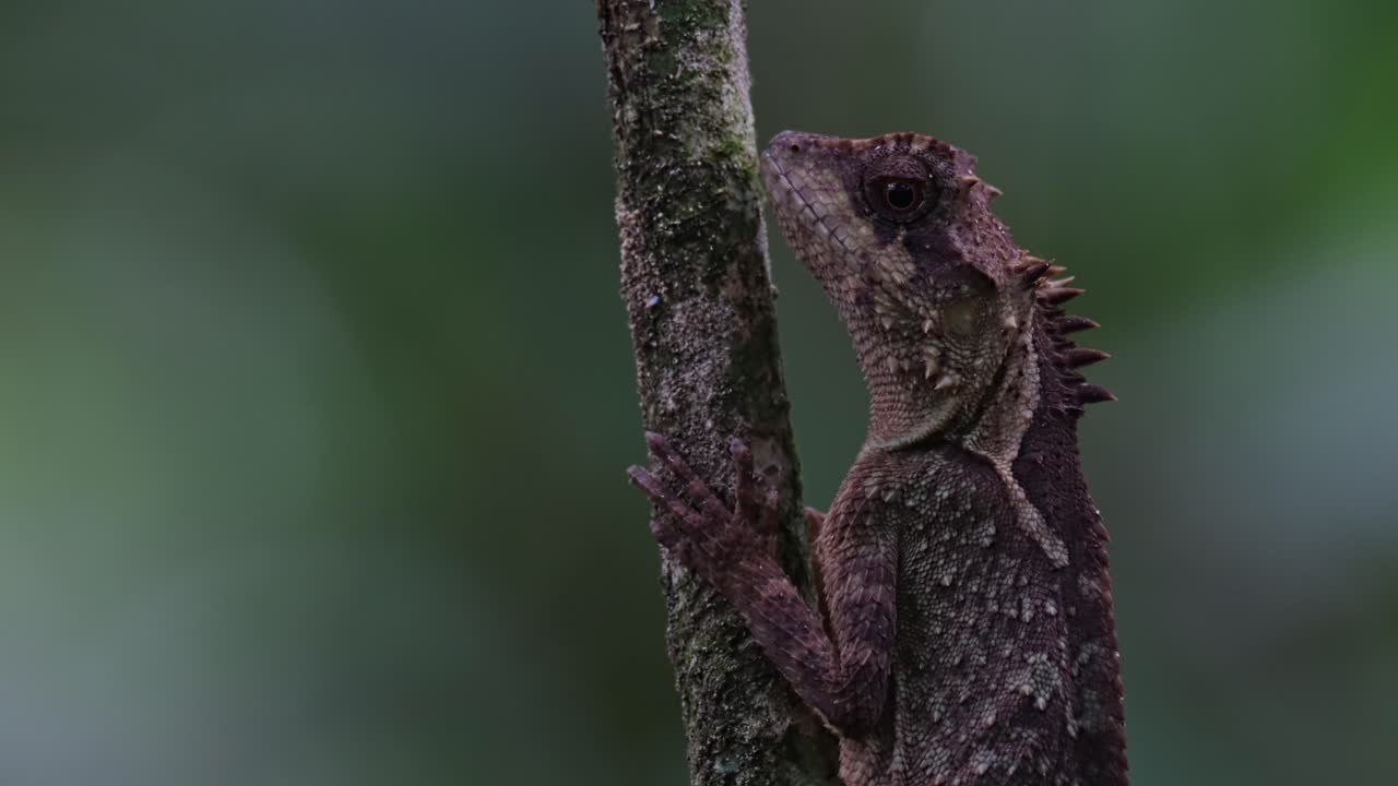 mira más de cerca como si no se moviera pero inclina un poco la cabeza, lagarto arbóreo de vientre escamoso acanthosaura lepidogaster, tailandia