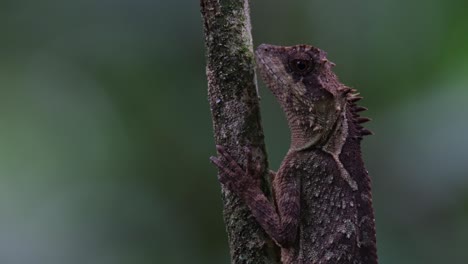 closer look as if not moving but tilts its head a little, scale-bellied tree lizard acanthosaura lepidogaster, thailand