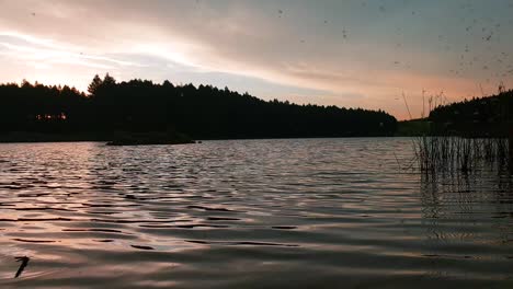 Clouds-of-midges-flying-above-a-calm-lake-with-birds-hunting-them-just-before-sunset