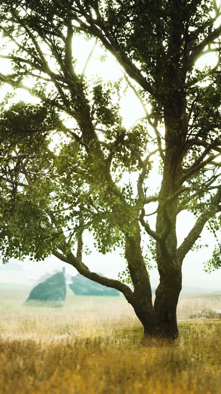 빛이 비치는 들판 에 있는 웅장 한 나무