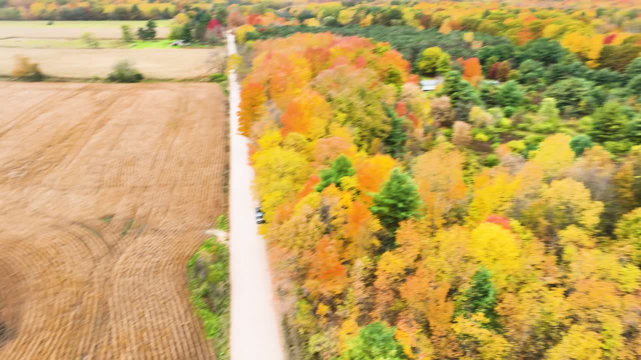 푸른 색 ⁇ 의 나무 들 에서 도로 로  ⁇ 는 것
