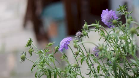 purple flowers swaying gently in the breeze