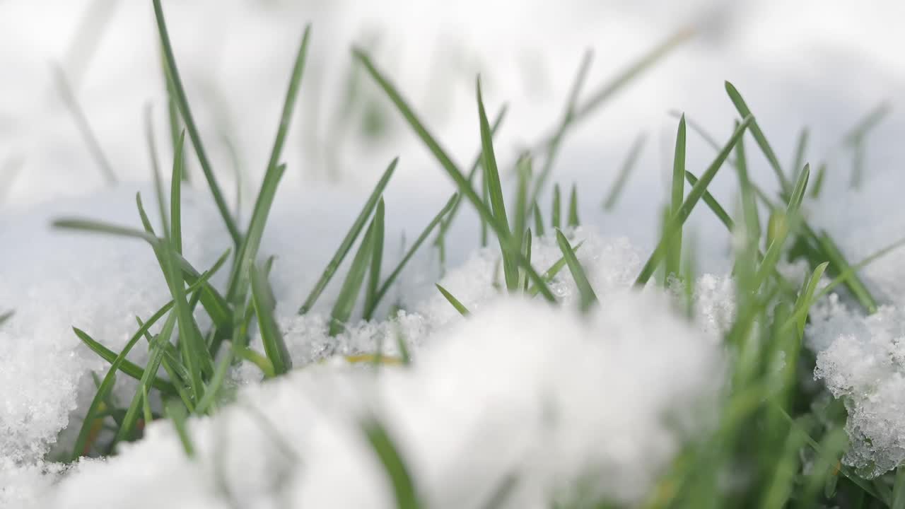 Snow covered grass