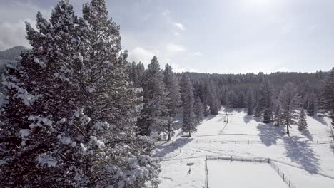 flying-around-a-large-pine-tree-on-a-farm