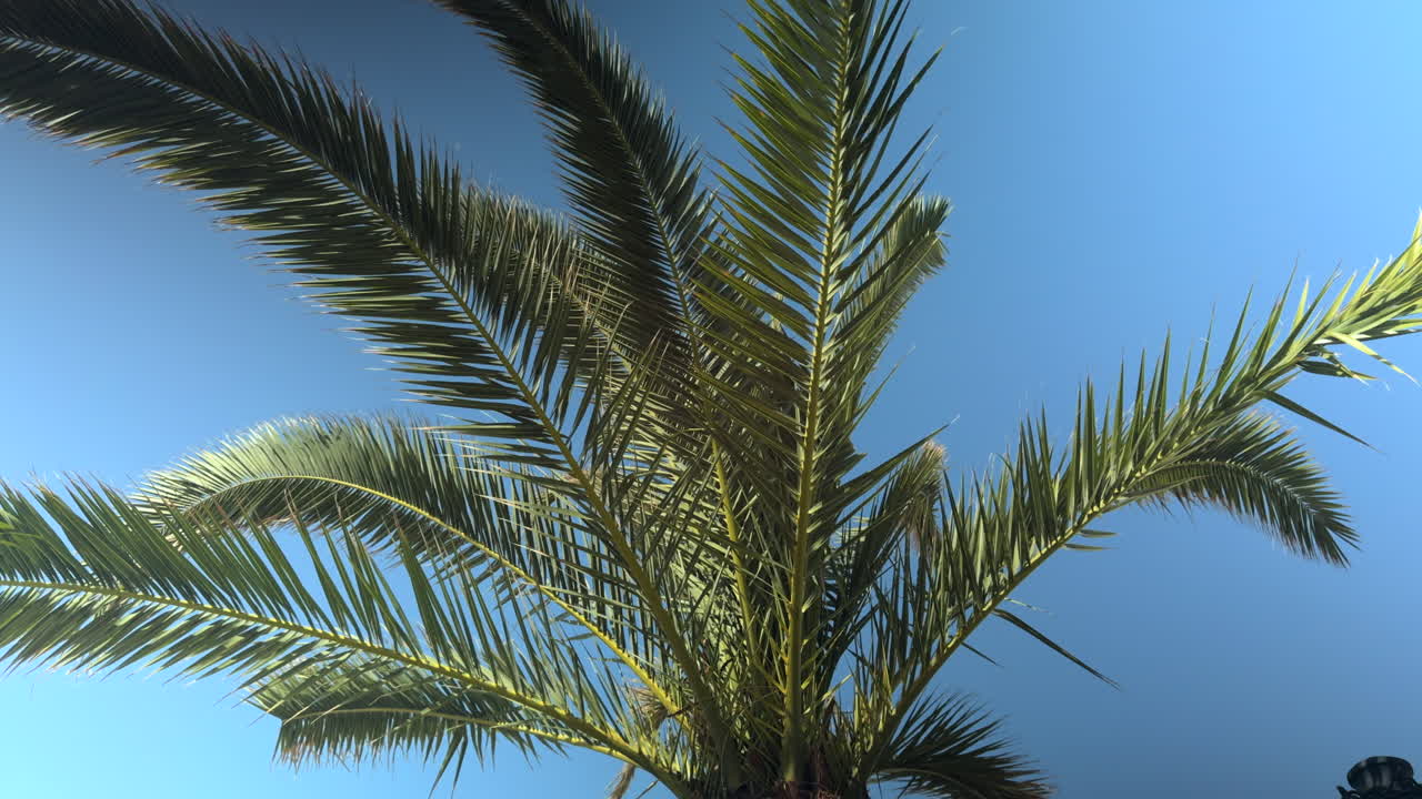 Relaxing shot of a palm tree gently swaying in the breeze with vibrant green leaves against a bright blue sky, ideal for summer, tropical vacations, nature, or peaceful outdoor scenes