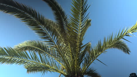 relaxing shot of a palm tree gently swaying in the breeze with vibrant green leaves against a bright blue sky, ideal for summer, tropical vacations, nature, or peaceful outdoor scenes