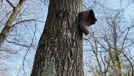Closeup-video-of-shoe-boot-hanging-from-a-tree-trunk-in-the-forest