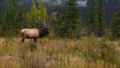 Alce-Adulto-De-Pie-En-Los-Campos-Durante-La-Temporada-De-Celo-En-Alberta,-Canadá