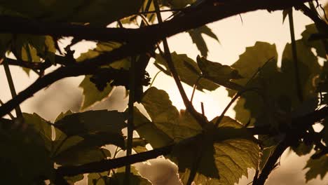 Goldene-Sonne-Scheint-Bei-Sonnenuntergang-Hinter-Den-Blättern-Der-Pflanzen-Auf-Dem-Bauernhof