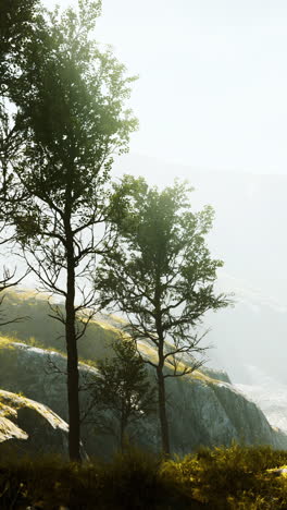 misty mountain landscape with trees