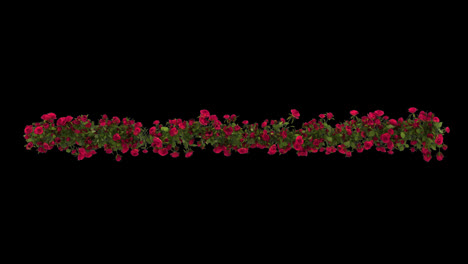 Rose-flower-Horizontal-seamless-repeat-border-with-alpha-channel-transparent-background