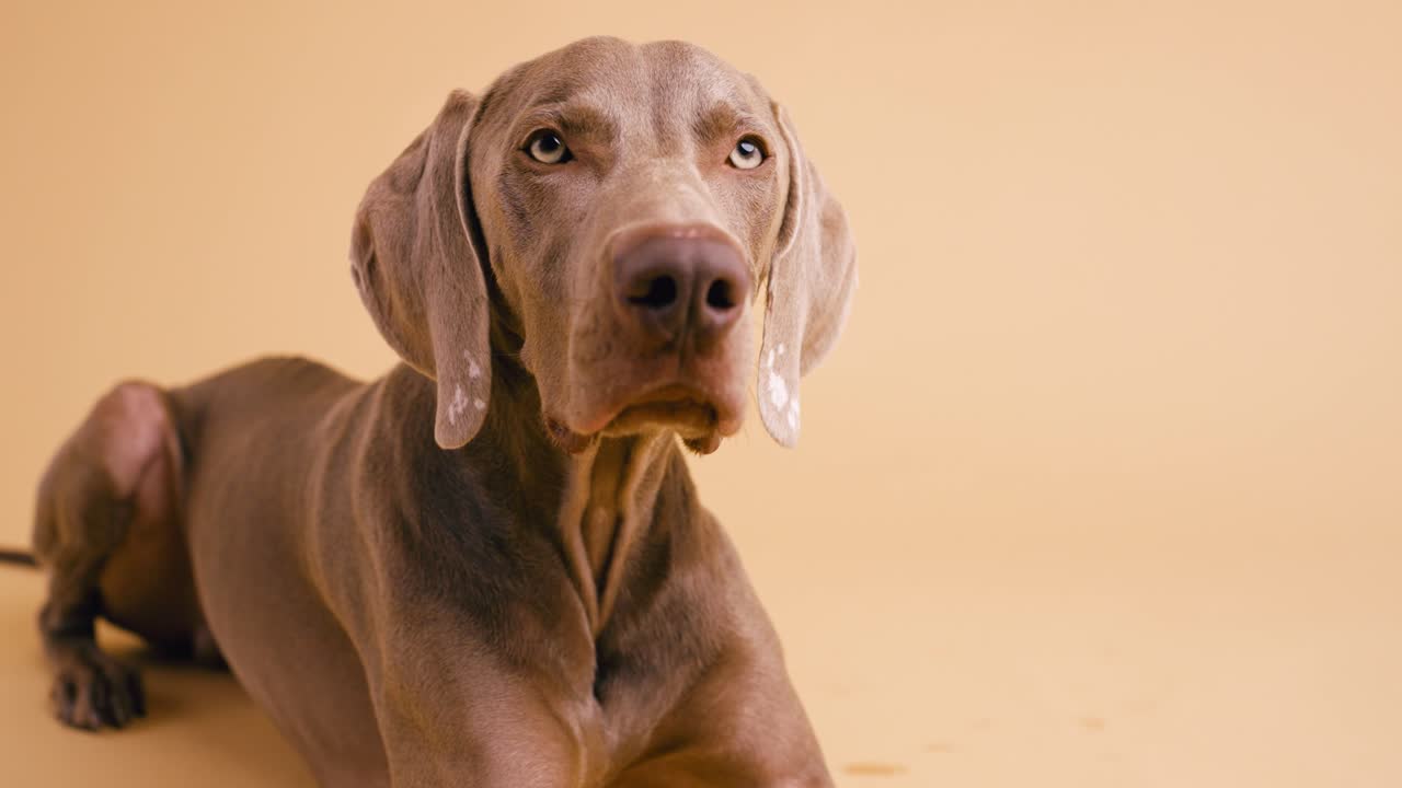 Weimaraner dog portrait