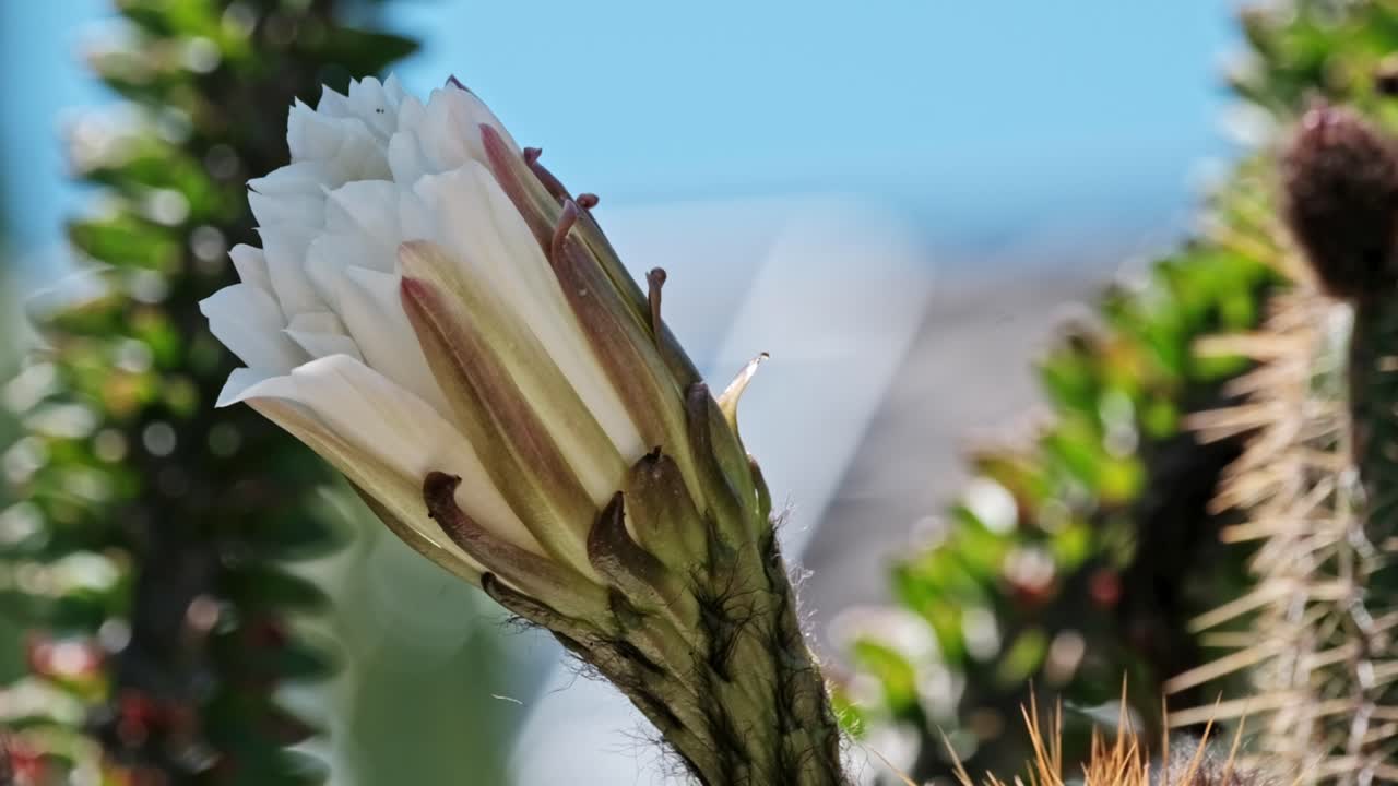 The flower of an Argentinian Giant Cactus