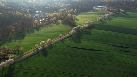 alley of cherry trees