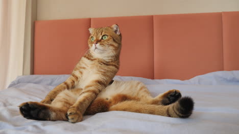 a scottish fold cat relaxing on a bed