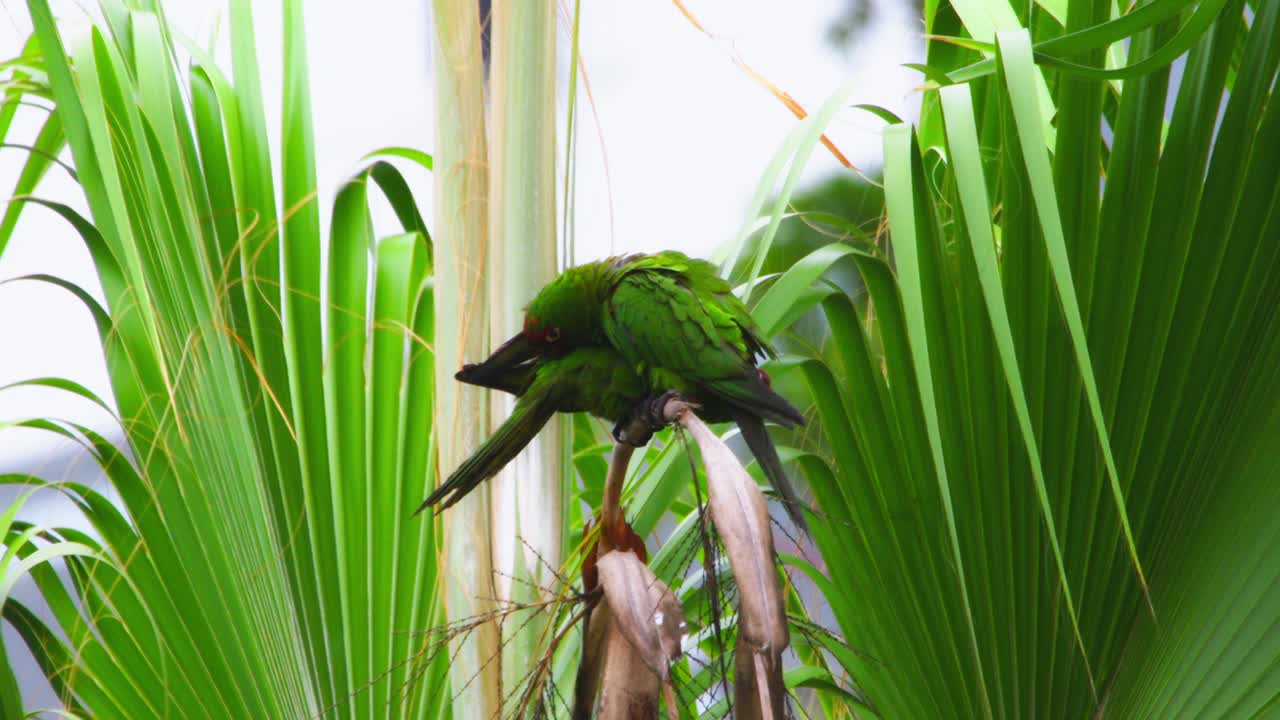 Green bird perched on tree branch, surrounded by tropical leaves, preening