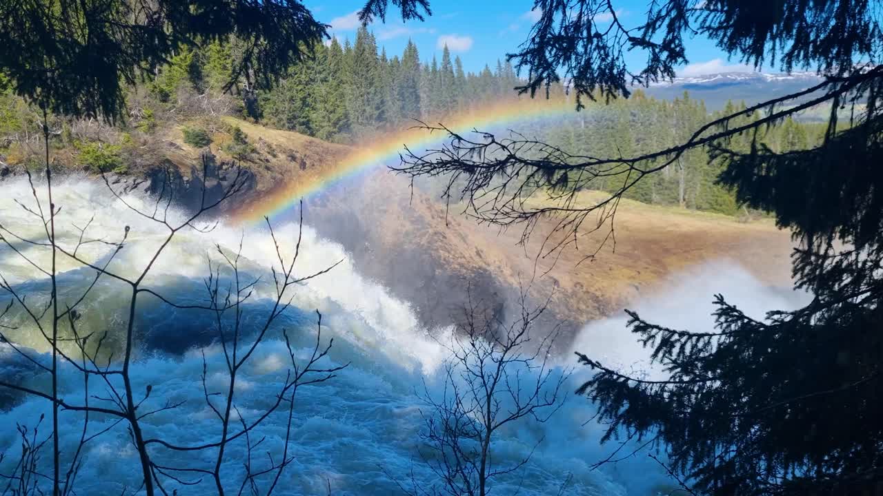 Tännforsen, Sweden’s highest waterfall, crashes down with force, casting a rainbow in the mist amid Nordic pines on a bright spring day near Åre