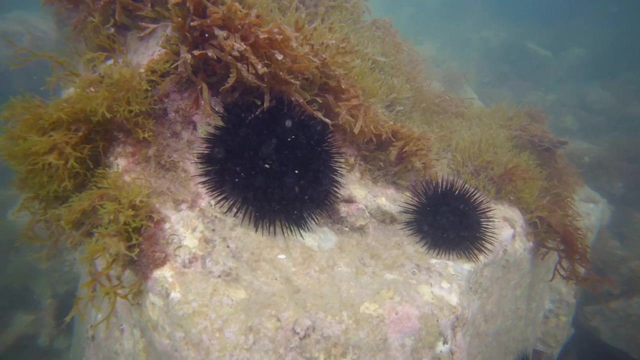 Primo piano dettagliato subacqueo di ricci di mare neri che vivono su rocce coperte di alghe in acque marine poco profonde.