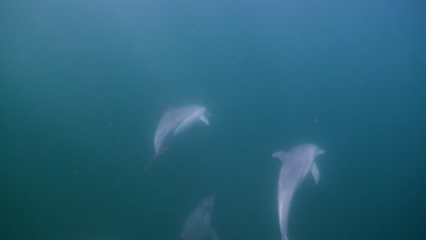 clear blue ocean underwater clip of a pod of dolphins swimming together