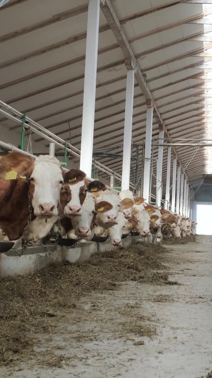 Mucche che mangiano fieno in una moderna stalla di una fattoria da latte
