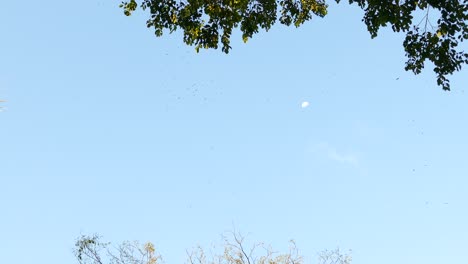 Various-birds-of-prey-flying-above-Gamboa-Rainforest-Reserve,-Panama,-wide-shot