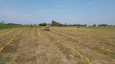 tractor cosechando calabazas frescas para halloween con un disparo de panorámica aérea a través de filas de calabazas