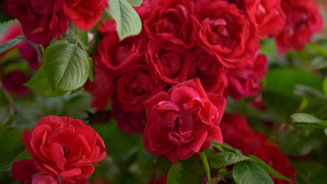 rosas rojas reales naturales