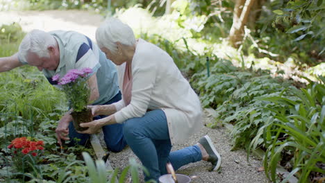 Pareja-Caucásica-Mayor-Plantando-Flores-En-Un-Jardín-Soleado,-Cámara-Lenta