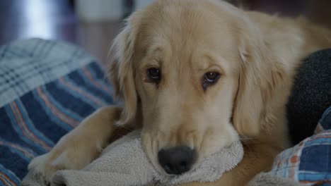 close up slow motion of a golden retriever with puppy dog eyes