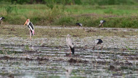 facing to the left looking around from left to the right during a windy afternoon at a rice paddy while other forage around, a painted stork resting