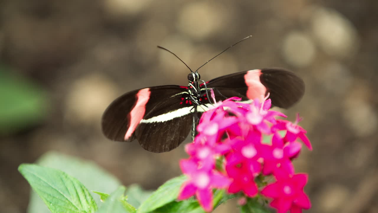 Macro Farfalla 41