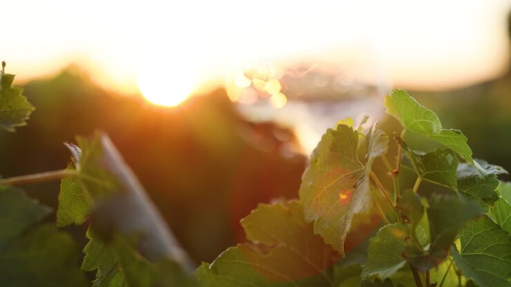 ein glas wein inmitten von weinbergblättern bei sonnenuntergang