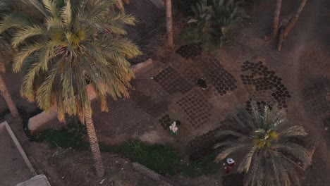 Aerial-Overhead-Over-Rural-Village-With-Locals-Drying-Tiles-On-Ground-Beside-Tall-Palm-Trees