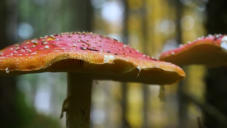 close up head of red fly agaric in forest